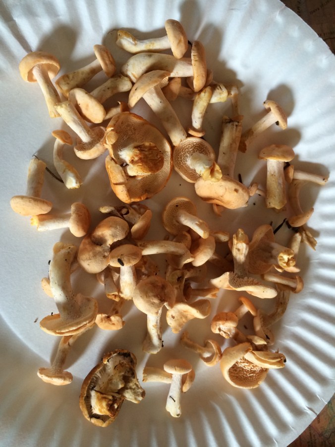 iPhone Photos June 2015 001 (2)