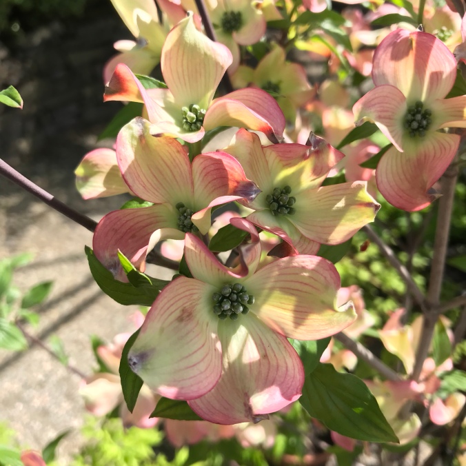 This dogwood won the prize for prettiest flower of the day for me