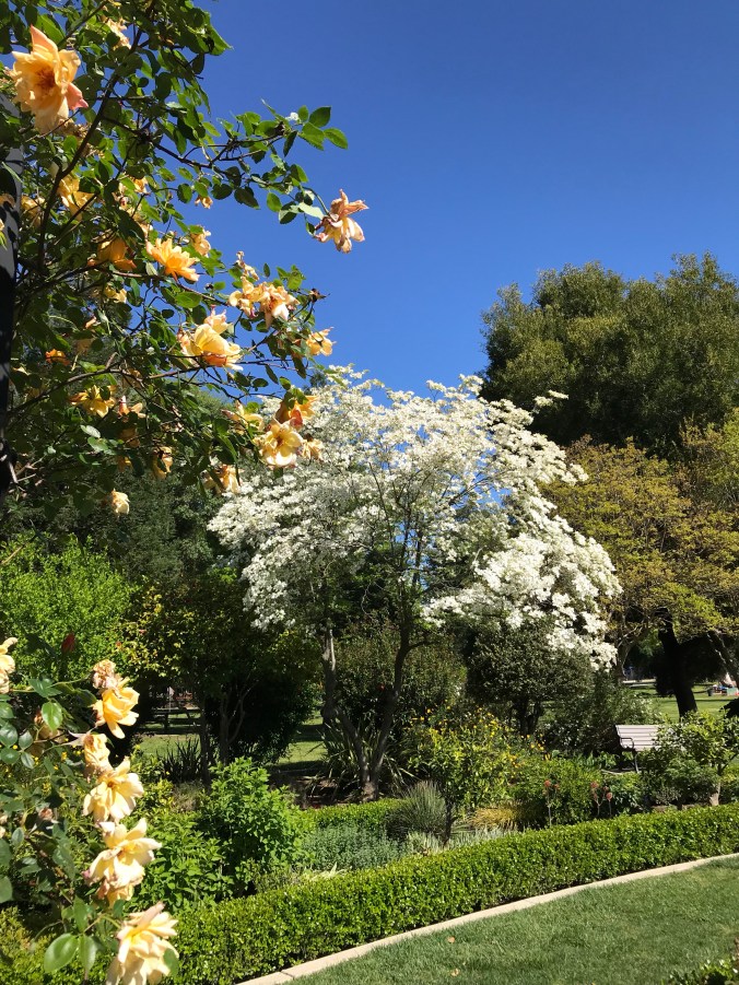 This tree is amazing!