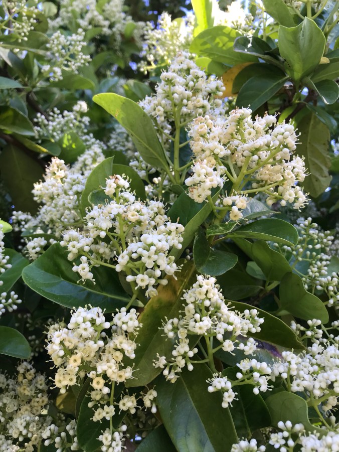 Wish I could share the smell with you through your screen