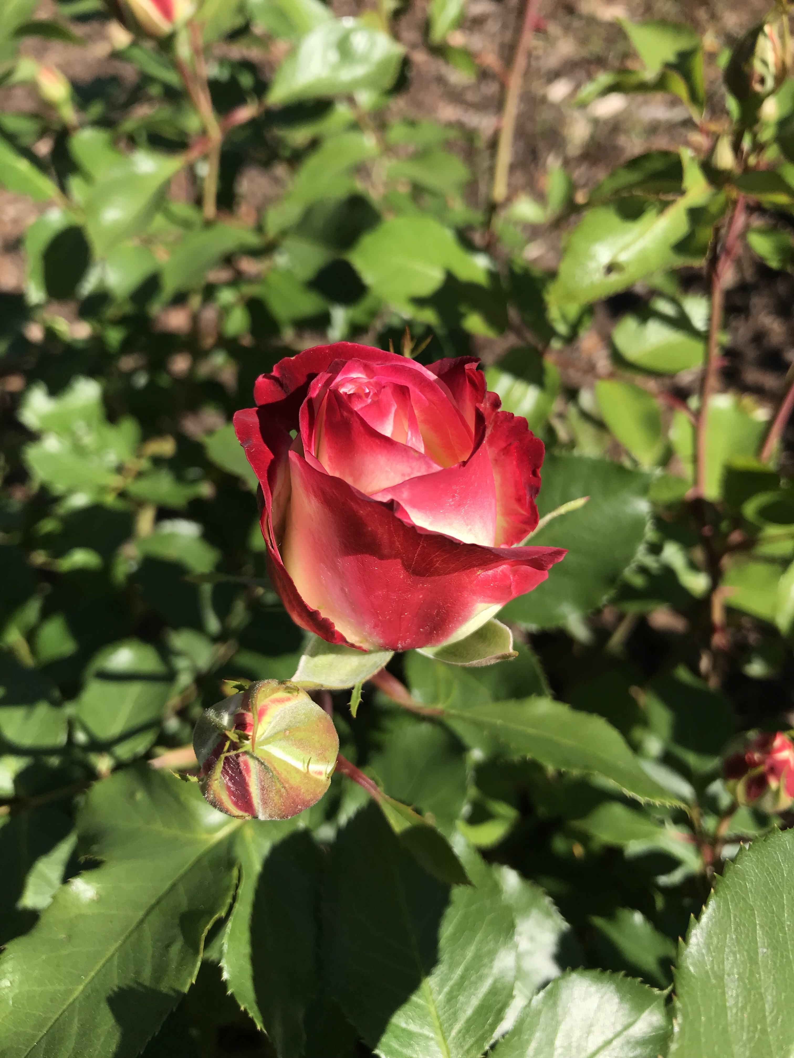 Volunteers keep the roses ship shape here