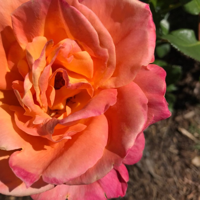 Colors only Mother Nature can perfect 